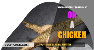 Effective Treatment and Prevention Tips for Chicken Bumblefoot