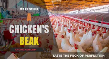 Trimming Chicken Beaks: A Step-by-Step Guide for Healthy Flocks