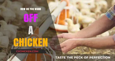Mastering the Art of Chicken Semen Collection: A Step-by-Step Guide