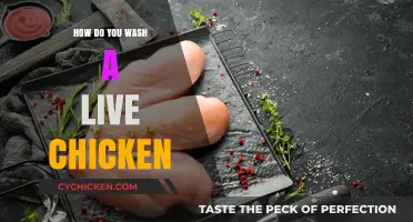 Properly Washing a Live Chicken: A Step-by-Step Guide for Beginners