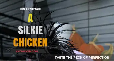 Gentle Care Guide: Washing Your Silkie Chicken Safely and Effectively
