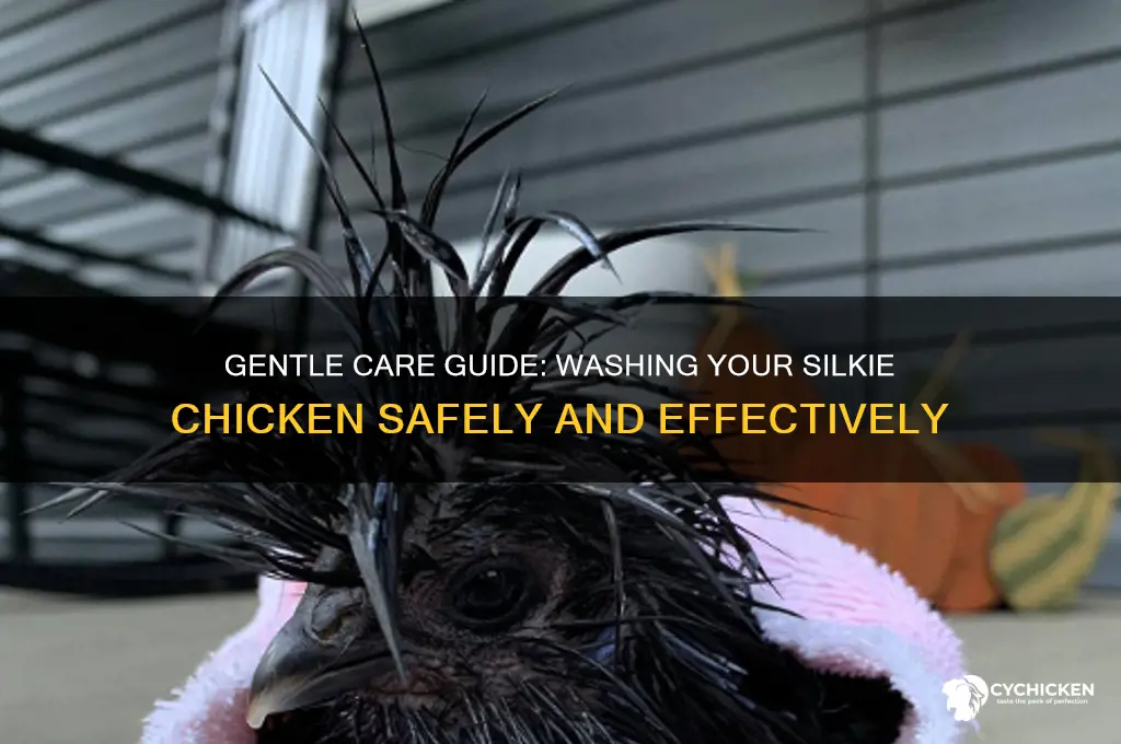 how do you wash a silkie chicken