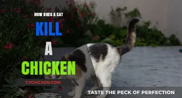 Understanding How Cats Hunt and Kill Chickens: A Detailed Guide