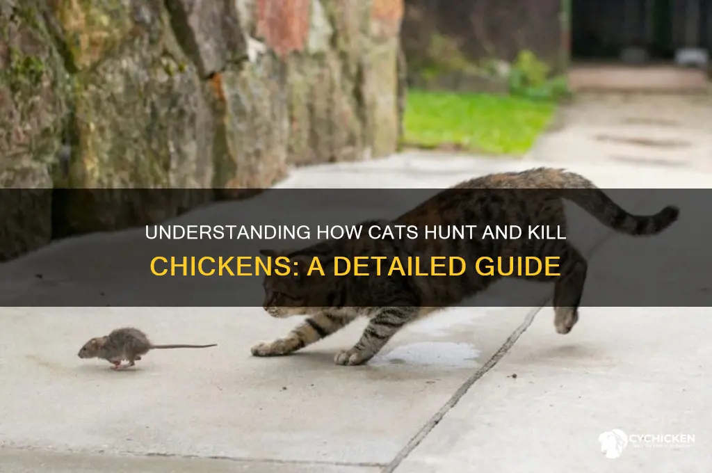 how does a cat kill a chicken