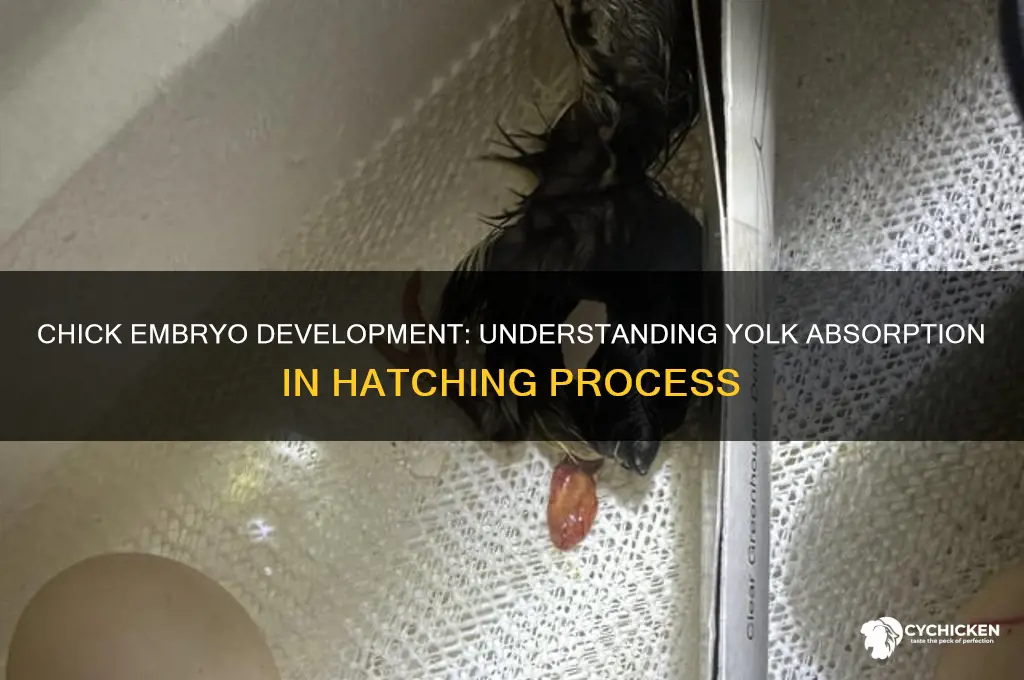how does a chick absorb the yolk