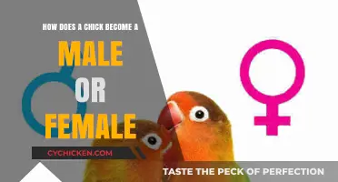 Chicks' Gender Determination: Male or Female?