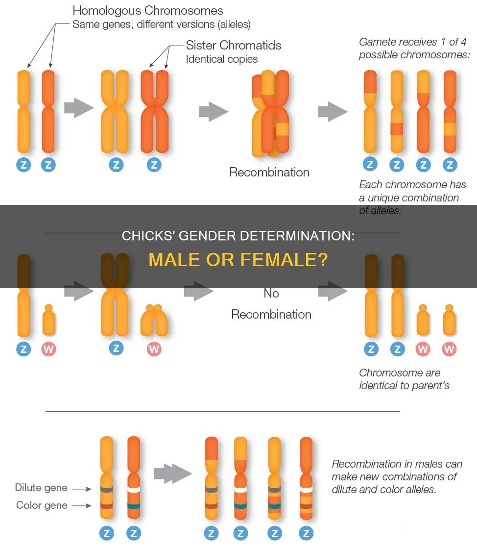 how does a chick become a male or female