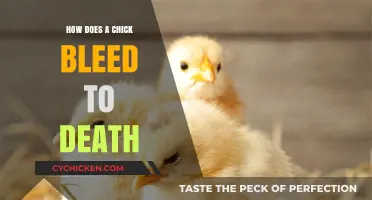 Understanding the Fatal Bleeding Process in Chicks: Causes and Prevention