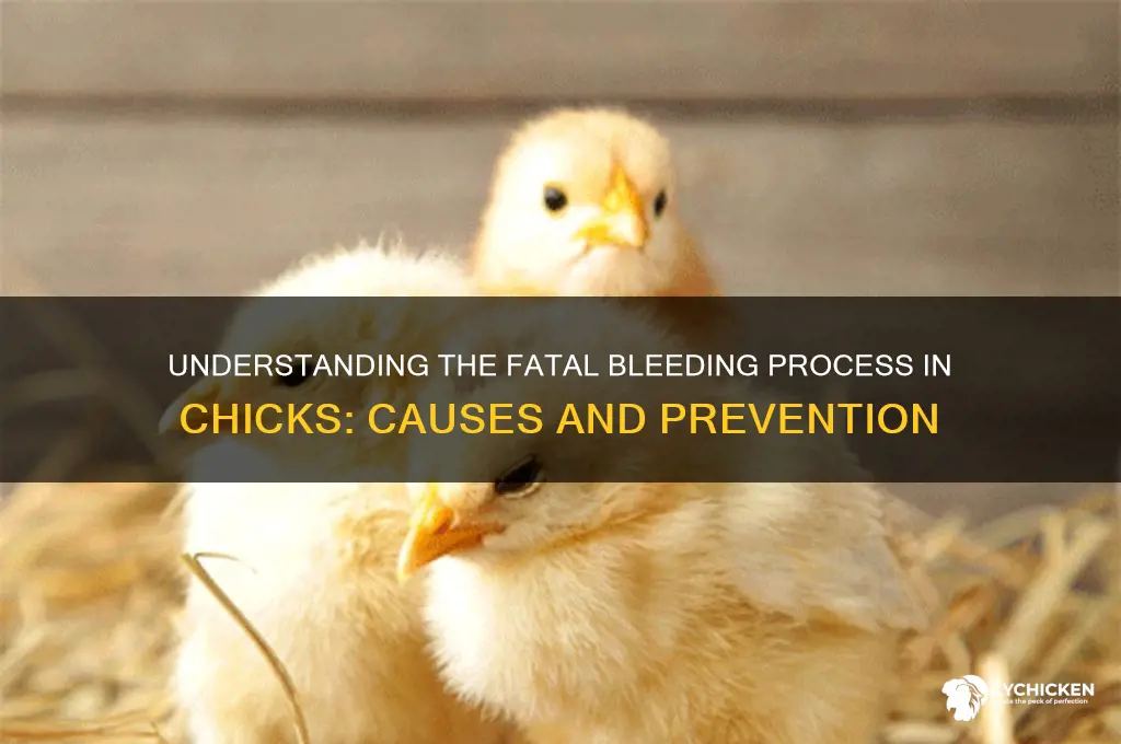 how does a chick bleed to death