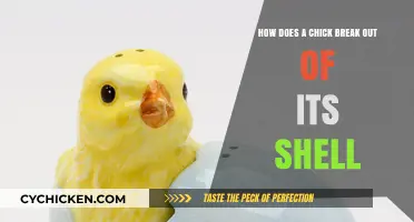 Chicks Hatching: Breaking Free From Shells