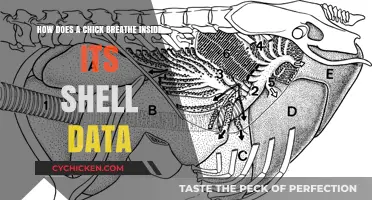 Chick Embryo Breathing: Shell Data Explained