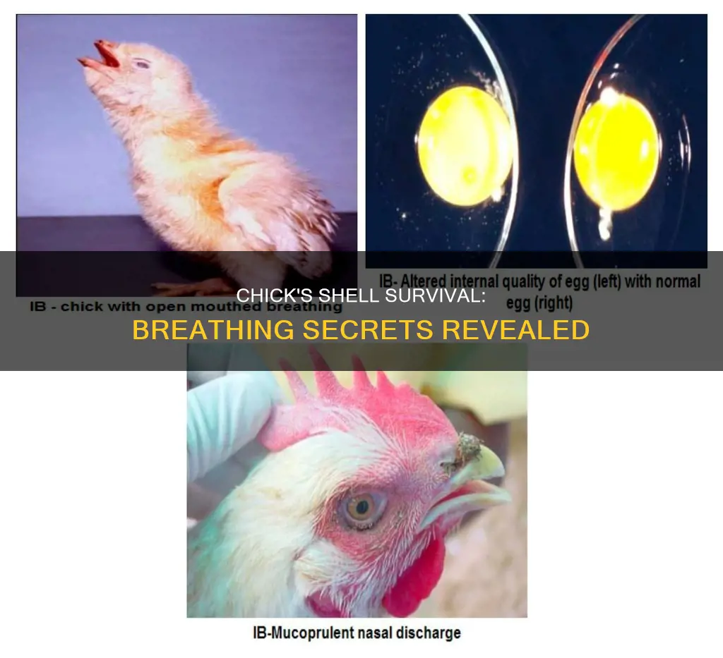 how does a chick breathe inside its shell publiced sources