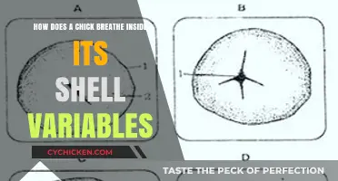 Chick's Shell: A Breath of Life