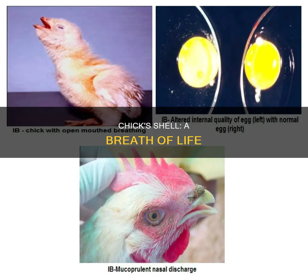 how does a chick breathe inside its shell variables