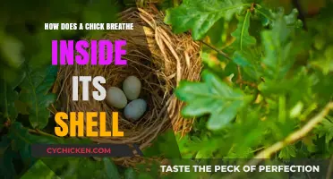Unveiling the Mystery: How Chicks Breathe Inside Their Eggshells
