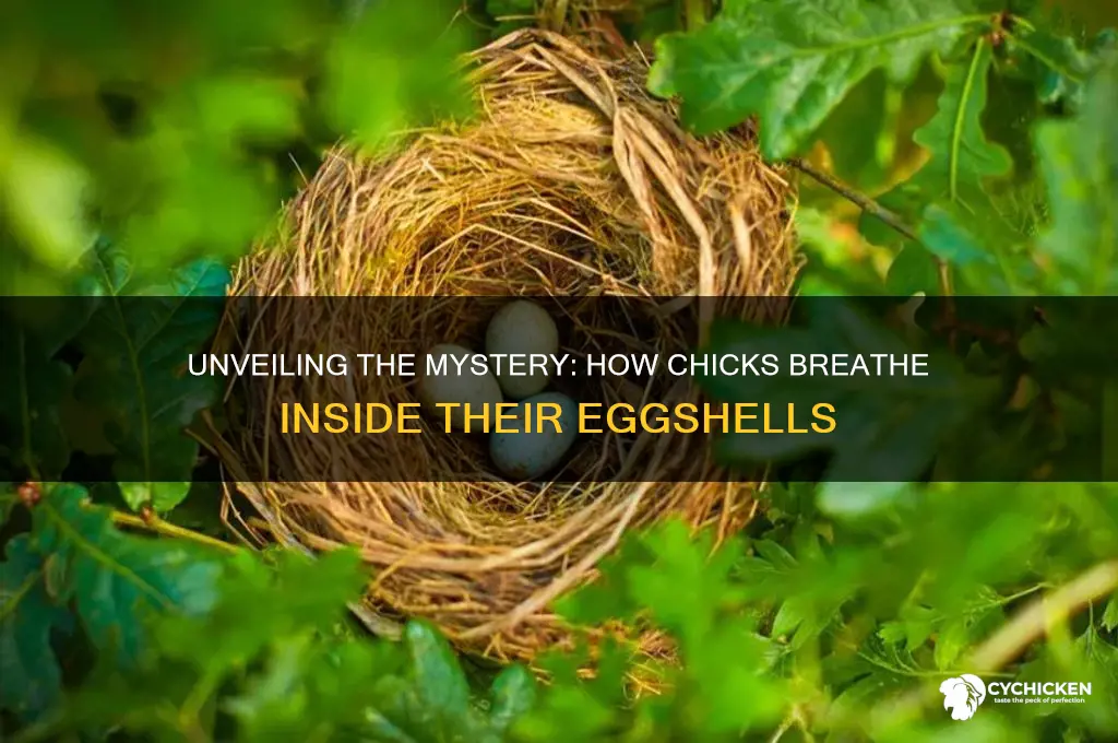 how does a chick breathe inside its shell