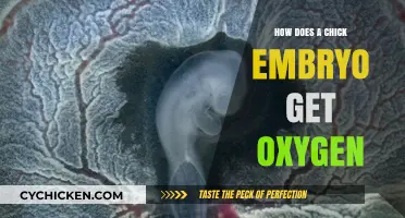Breathing Before Birth: The Chick Embryo's Oxygen Journey
