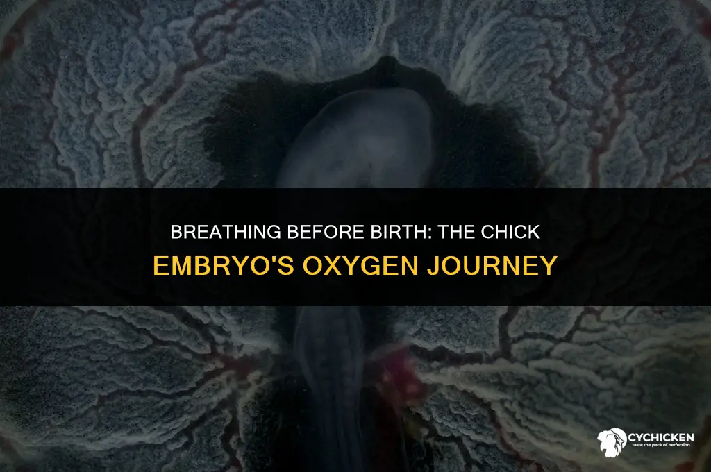how does a chick embryo get oxygen