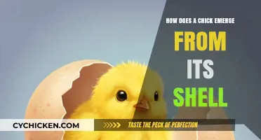 The Amazing Process of a Chick Hatching from Its Shell