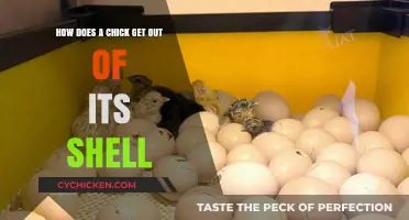 Cracking the Code: A Chick's Journey Out of Its Shell