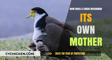 Chick's Instinct: How Hatchlings Recognize Their Mother in Nature