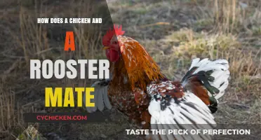 Understanding the Mating Rituals of Chickens and Roosters: A Guide