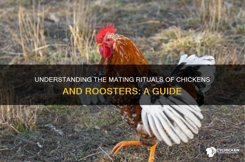 how does a chicken and a rooster mate