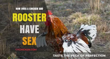 Understanding Chicken and Rooster Mating: A Guide to Their Unique Process