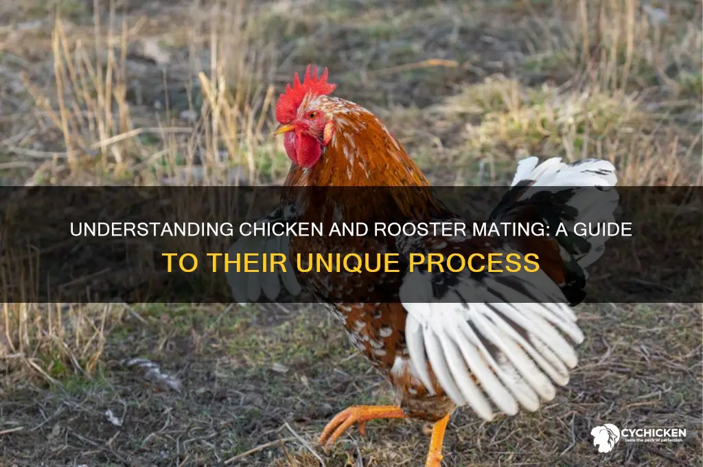 how does a chicken and rooster have sex