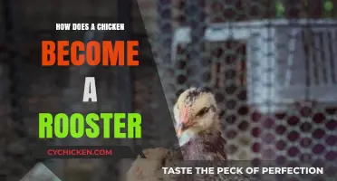 Understanding the Myth: Chickens, Roosters, and Gender Differences Explained