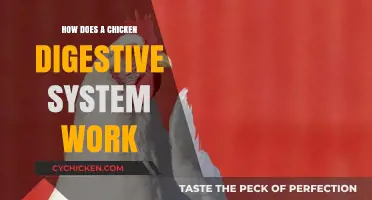 Understanding the Complex Chicken Digestive System: A Comprehensive Guide