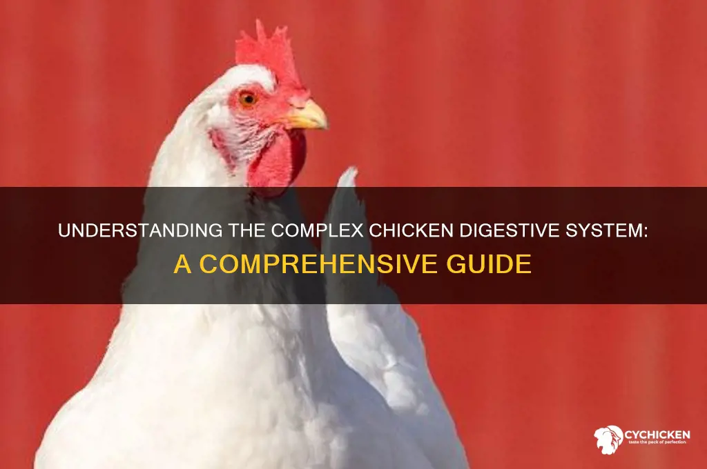how does a chicken digestive system work
