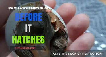 Embryonic Chickens Breathe: The Shell's Secret