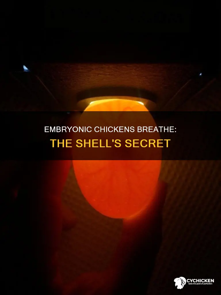 how does a chicken embryo breathe before it hatches