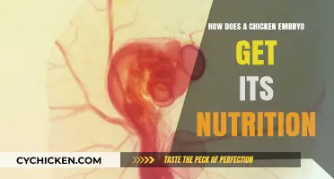 From Egg to Chick: Unraveling the Nutritional Journey of Chicken Embryos