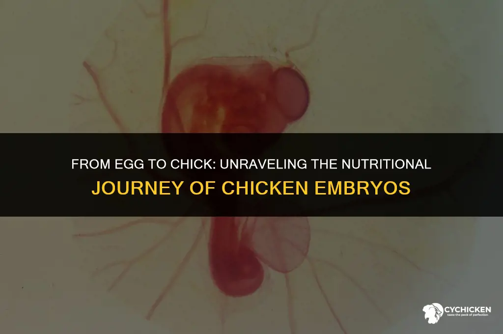 how does a chicken embryo get its nutrition