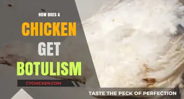 Understanding Botulism in Chickens: Causes, Symptoms, and Prevention