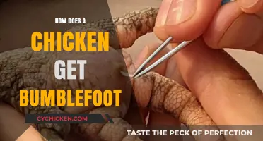 Understanding Bumblefoot in Chickens: Causes, Symptoms, and Treatments