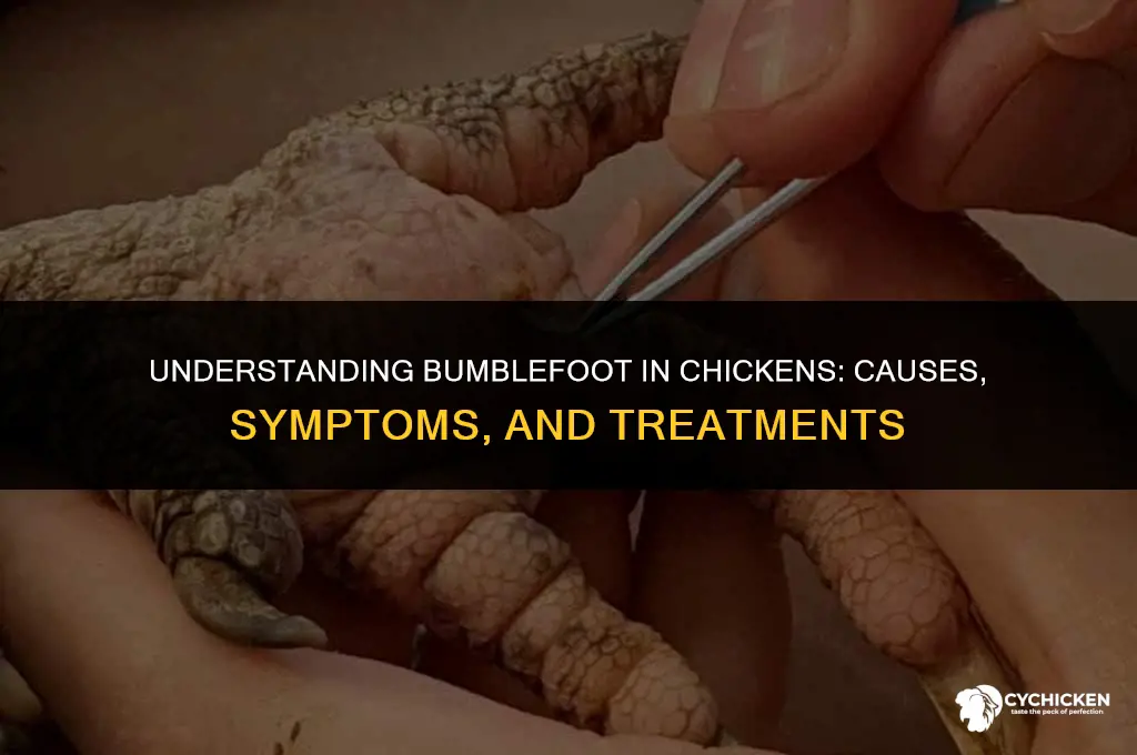 how does a chicken get bumblefoot