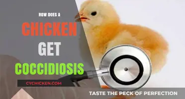 Understanding Coccidiosis in Chickens: Causes and Prevention