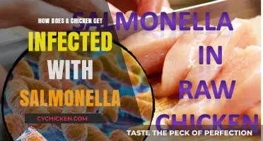 Understanding Salmonella in Chickens: Causes and Prevention