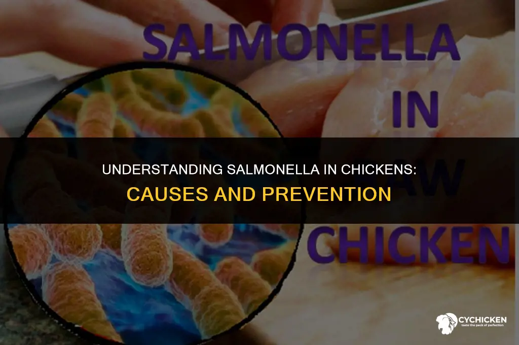 how does a chicken get infected with salmonella