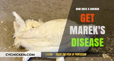 Understanding Marek's Disease in Chickens: Causes and Prevention