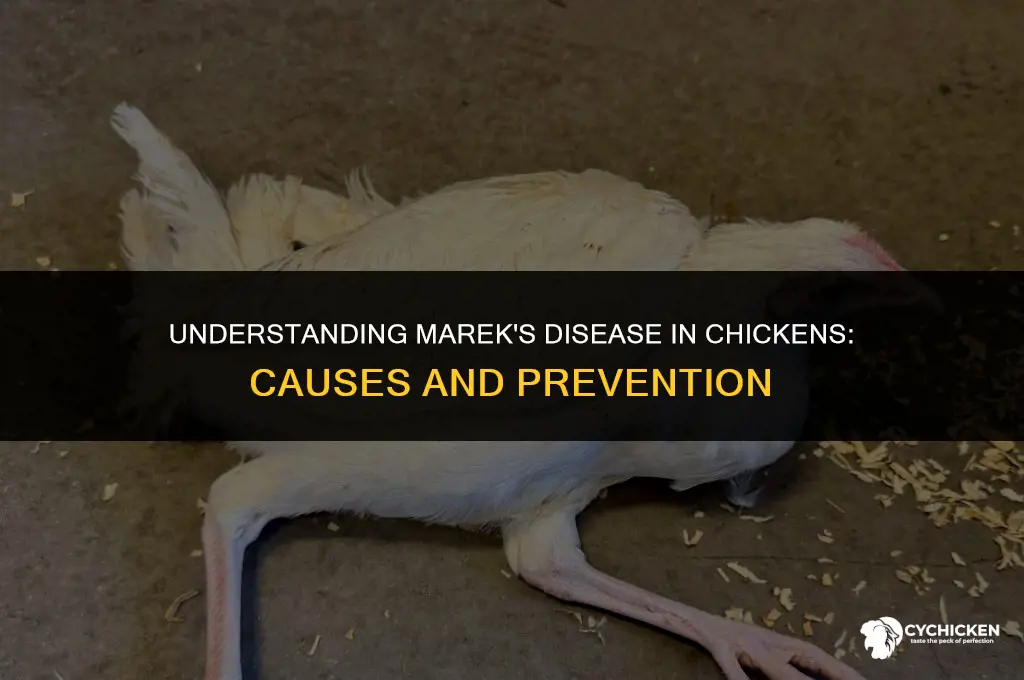 how does a chicken get marek