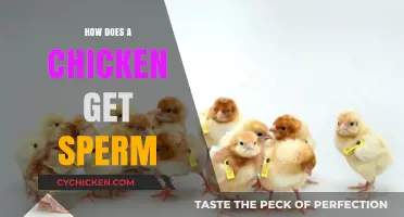 The Surprising Ways Chickens Reproduce: A Deep Dive