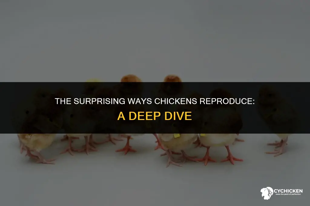 how does a chicken get sperm
