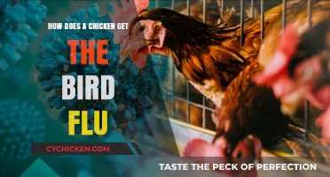 Understanding Avian Influenza: How Chickens Contract Bird Flu