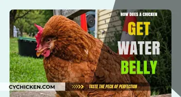 Understanding Water Belly in Chickens: Causes and Prevention