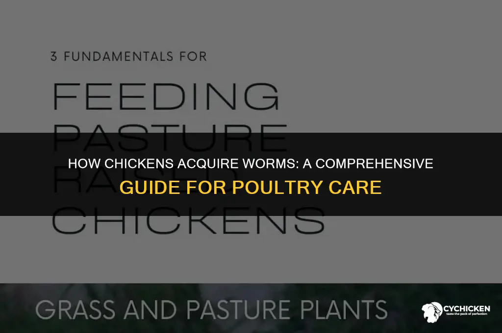 how does a chicken get worms
