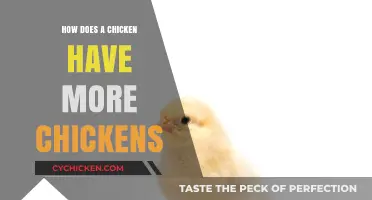 Understanding Chicken Reproduction: How Hens Hatch and Raise More Chicks